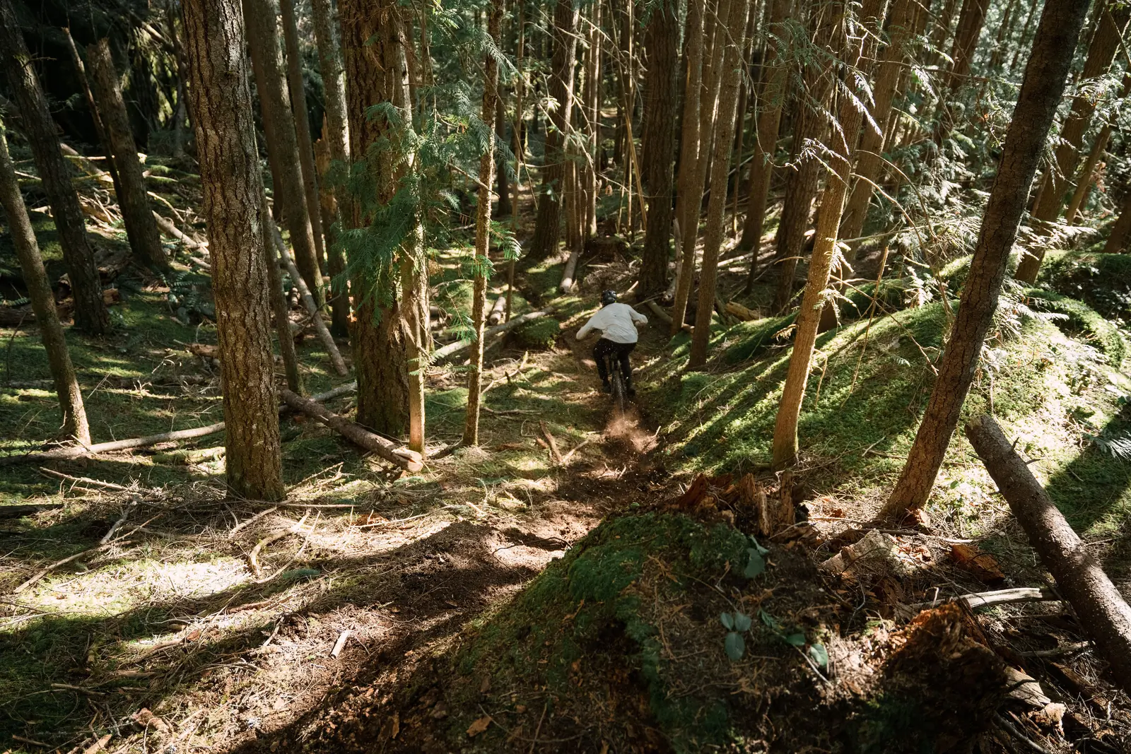 Mountain biker riding down a forest path between tall trees